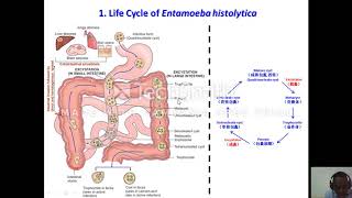 Life cycle of Entamoeba Histolytica [upl. by Fullerton]