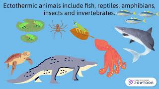 Endotherms And Ectotherms [upl. by Martguerita]