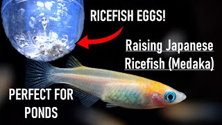 Hatching and Raising JAPANESE RICEFISH  How To Breed MedakaOryzias Latipes [upl. by Catie]