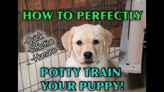 A Complete Guide To House Training Any Puppy [upl. by Selway]