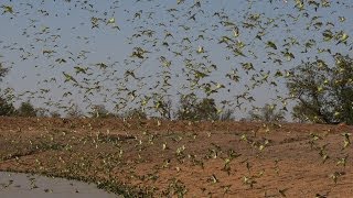 Biggest Swarm of Budgies [upl. by Supmart593]