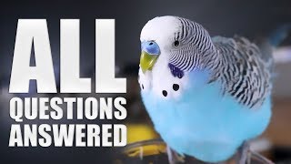 Everything You Need to know About Budgie Parakeet Care Compilation [upl. by Kerry]