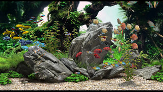 Dream Aquarium  Mixed 1 4K [upl. by Branch]