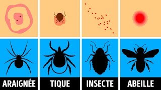 Comment Identifier une Piqûre dInsecte et que Faire Quand ça Arrive [upl. by Araec]