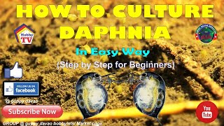 HOW TO CULTURE DAPHNIA In Easy Way [upl. by Dryden82]