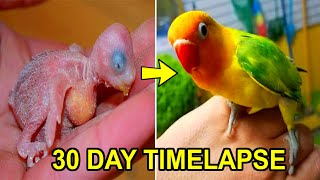 LOVEBIRD GROWTH STAGES  First 30 Days of Babies Timelapse [upl. by Norrahs426]