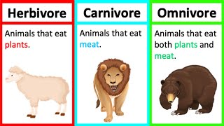 Herbivore Carnivore amp Omnivore  Types of animals  Whats the difference [upl. by Prevot]