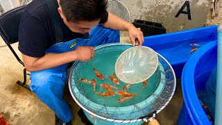 How does a KOI BREEDER selectively breeds his fish  SENBETSU DAINICHI KOI FARM JAPAN [upl. by Ahsek]