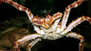 Facts The Red King Crab [upl. by Kallick]