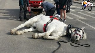 Exhausted Carriage Horse Falls Over In The Street  The Dodo [upl. by Moreen985]