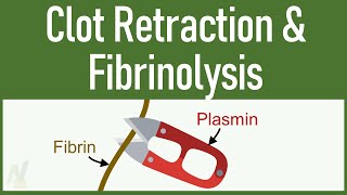 Clot Retraction amp Fibrinolysis [upl. by Bramwell]