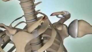 Shoulder Fractures  DePuy Videos [upl. by Muhcan]